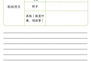 【习作】25年春新三下语文第一单元习作（观察单）16页